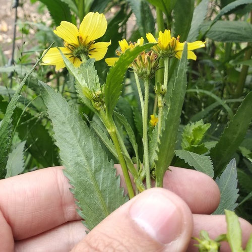 Bidens aurea (Arizona beggarticks) — photo
