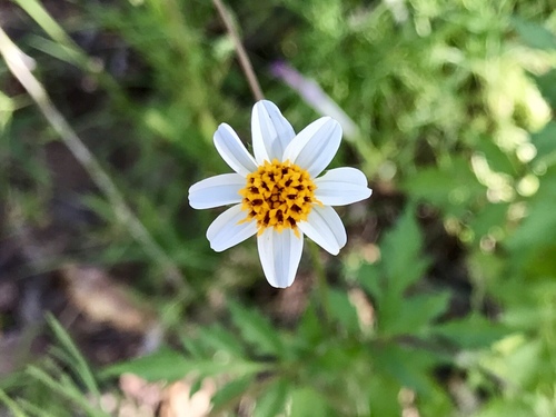Bidens bigelovii (Bigelow's beggarticks) — photo