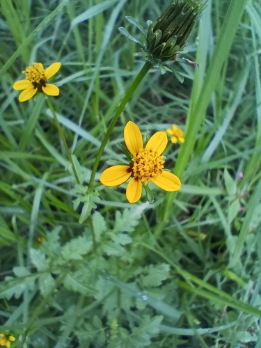 Bidens bigelovii (Bigelow's beggarticks) — photo