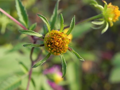 Bidens frondosa