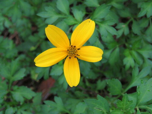 Bidens ostruthioides — photo