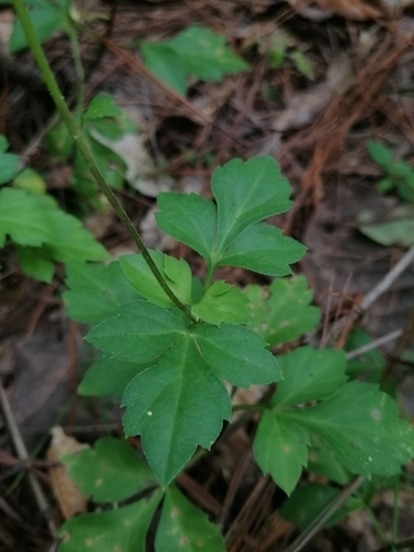 Bidens ostruthioides — photo
