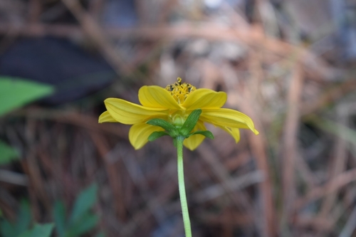 Bidens ostruthioides