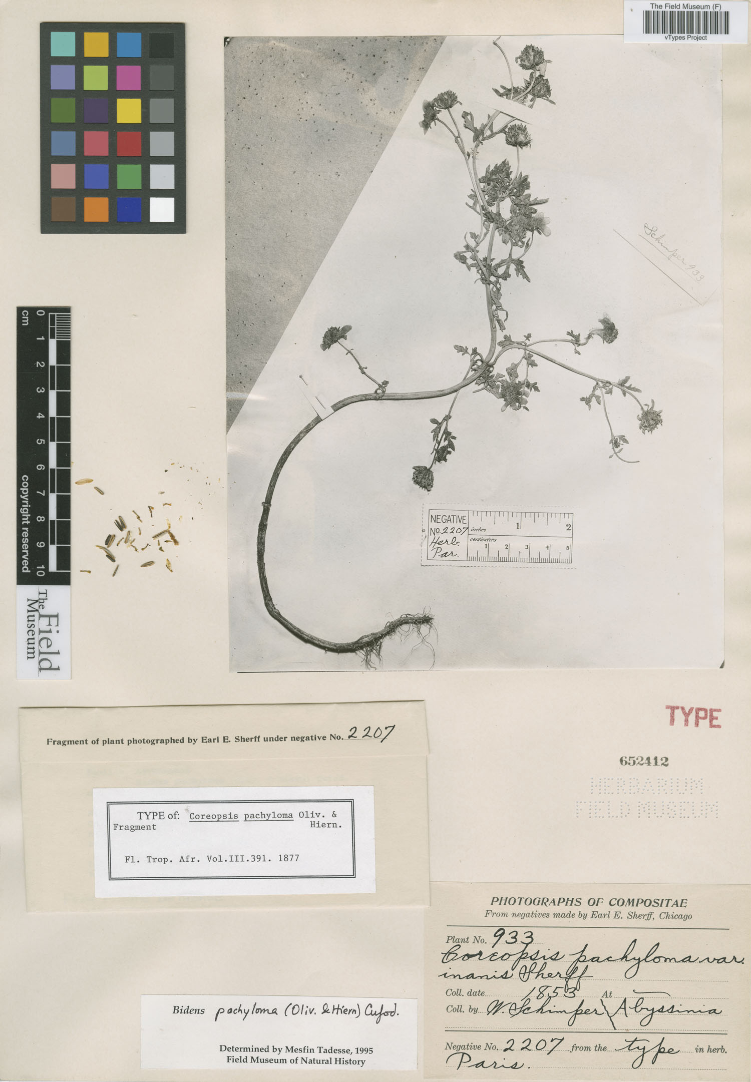 Bidens pachyloma (Mekel flower) — photo