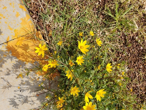 Bidens pachyloma