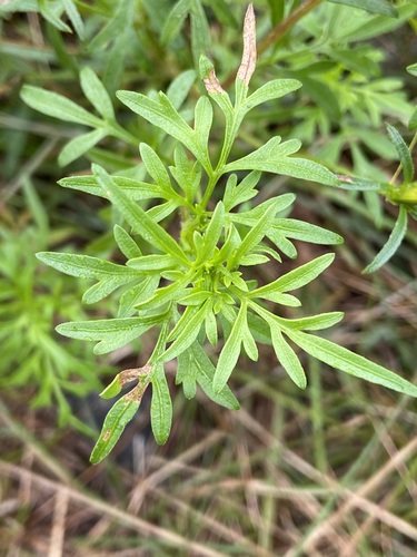 Bidens parviflora — photo