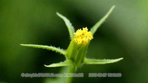 Bidens parviflora — photo