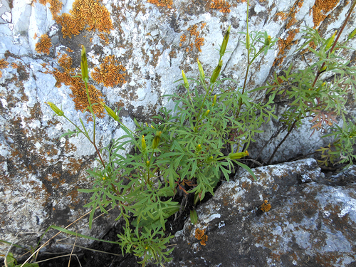 Bidens parviflora