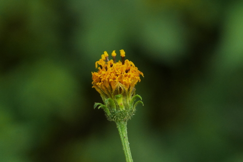 Bidens pilosa (Cobbler’s pegs) — photo