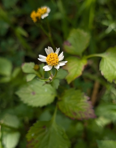Bidens pilosa (Cobbler’s pegs) — photo