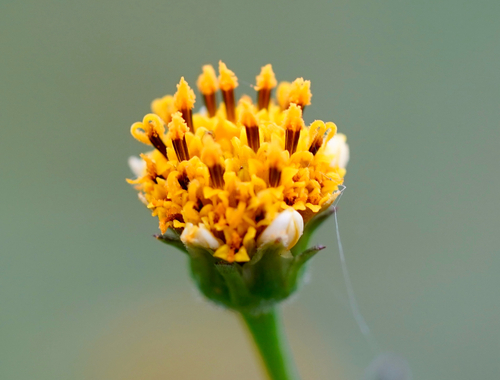 Bidens pilosa