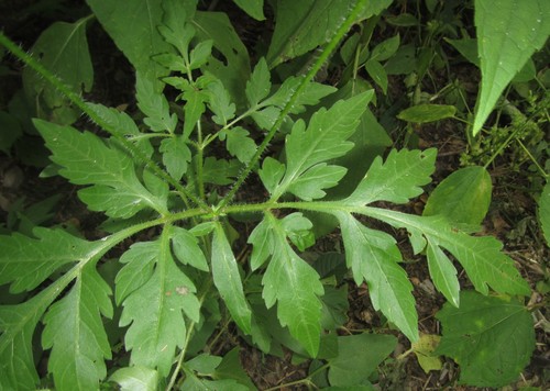 Bidens schimperi (Munondo bur-marigold) — photo