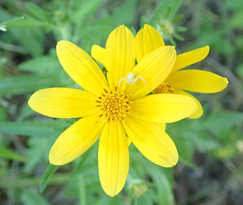 Bidens schimperi