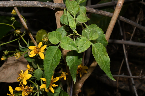 Bidens squarrosa — photo