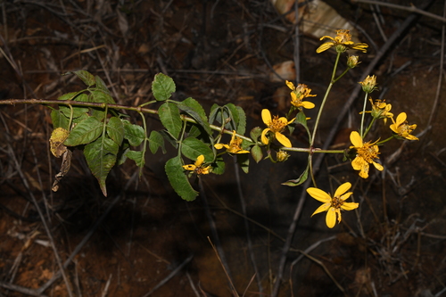 Bidens squarrosa — photo