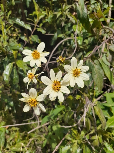 Bidens squarrosa