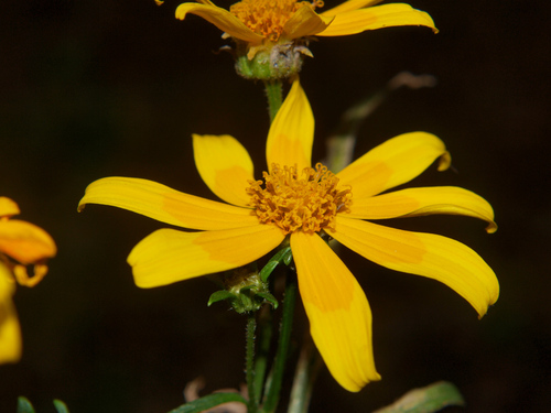 Bidens steppia