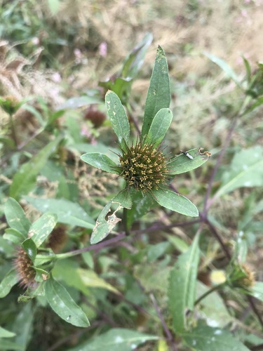 Bidens tripartita (Agrimony) — photo