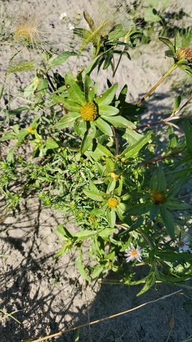 Bidens tripartita (Agrimony) — photo