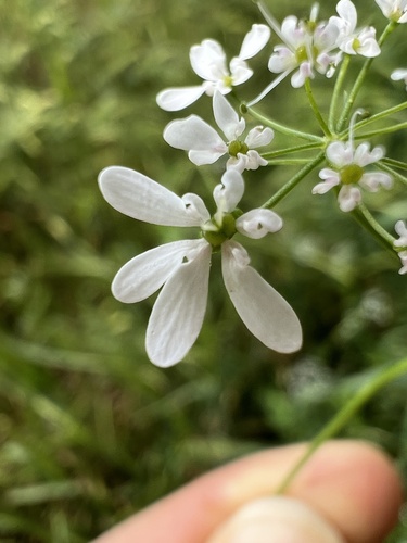 Bifora radians — photo