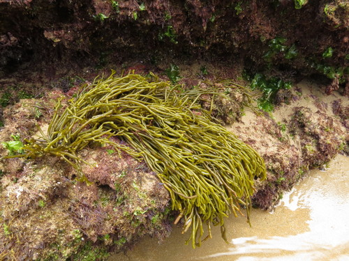 Bifurcaria bifurcata (Brown tuning fork weed) — photo
