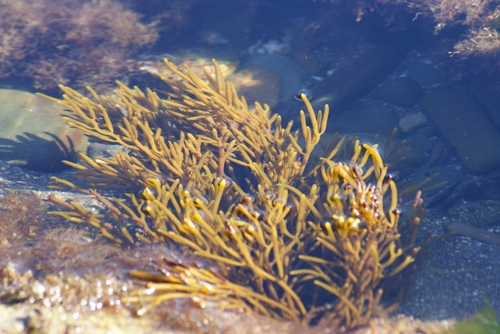 Bifurcaria bifurcata (Brown tuning fork weed) — photo