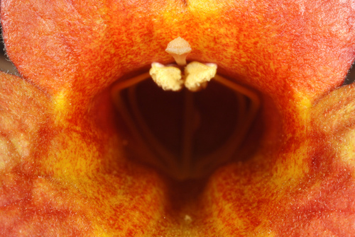 Bignonia capreolata (Cross vine) — photo