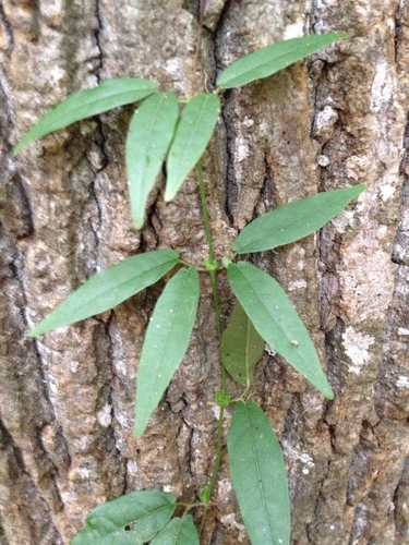 Bignonia capreolata (Cross vine) — photo