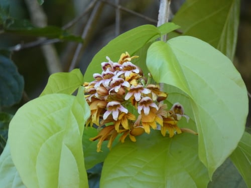 Bignonia hyacinthina