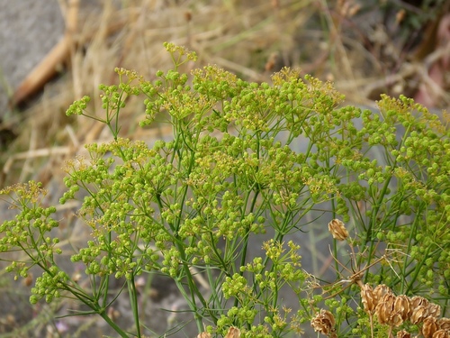 Bilacunaria microcarpa (Small-fruited Bilacunaria.) — photo