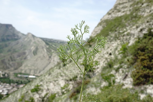 Bilacunaria microcarpa (Small-fruited Bilacunaria.) — photo