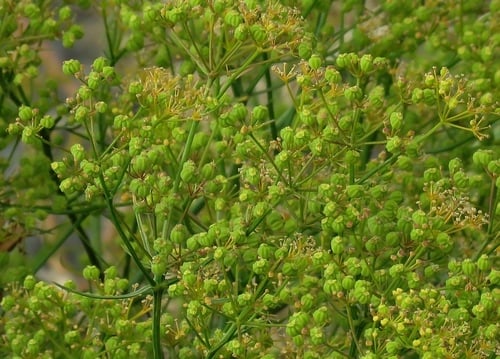 Bilacunaria microcarpa