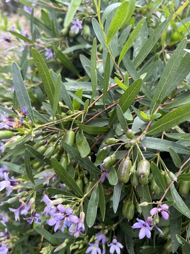 Billardiera cymosa (Sweet apple-berry) — photo