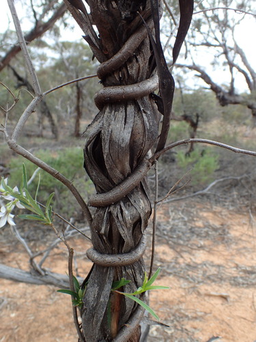Billardiera cymosa (Sweet apple-berry) — photo