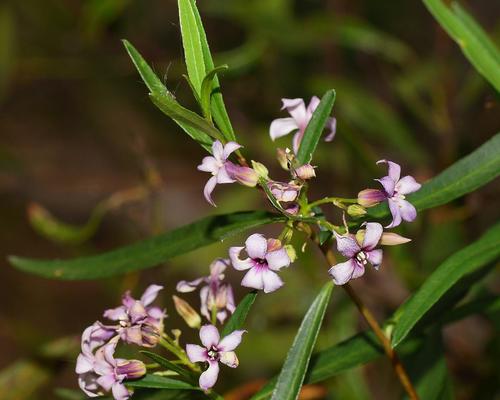 Pittosporaceae
