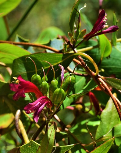 Billardiera erubescens (Red Billardiera) — photo