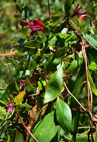 Billardiera erubescens (Red Billardiera) — photo