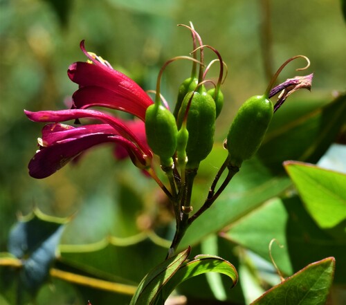 Billardiera erubescens