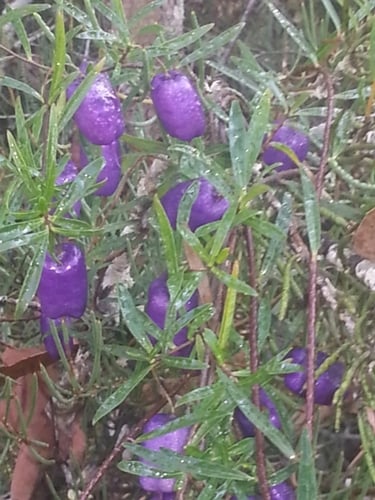 Billardiera longiflora (Purple Apple-berry) — photo