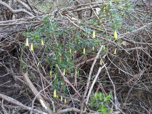 Billardiera longiflora (Purple Apple-berry) — photo