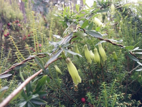 Billardiera longiflora