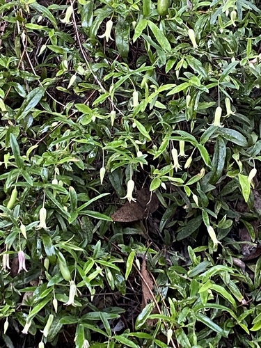 Billardiera mutabilis (Green appleberry) — photo