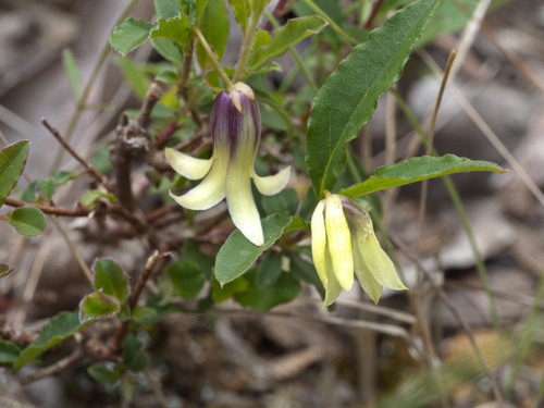Billardiera mutabilis (Green appleberry) — photo