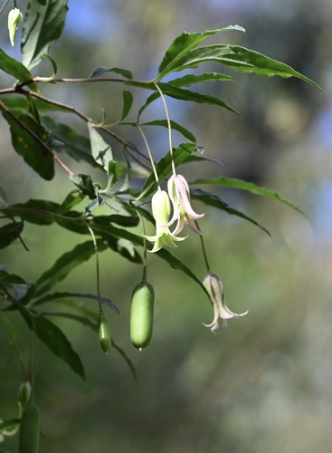 Billardiera mutabilis