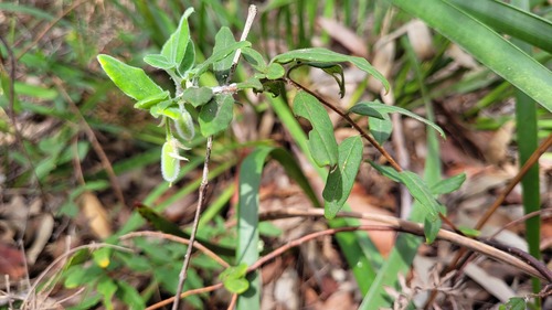 Billardiera scandens (Appleberry) — photo
