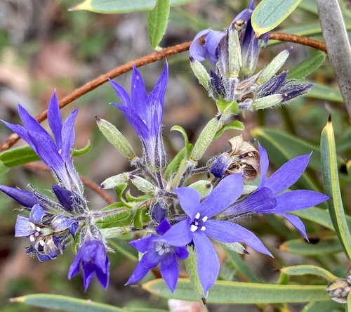 Billardiera variifolia (Western bluebell) — photo