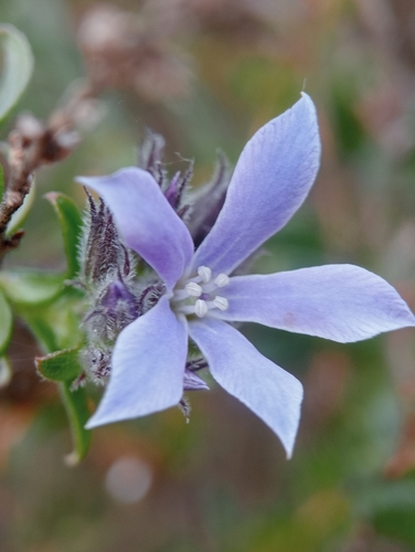 Billardiera variifolia (Western bluebell) — photo