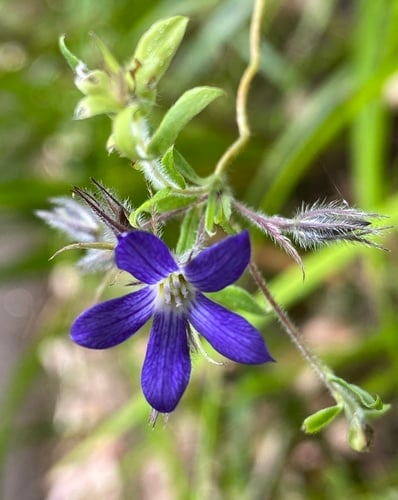 Billardiera variifolia