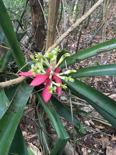 Billbergia amoena (Guaricana-grape) — photo