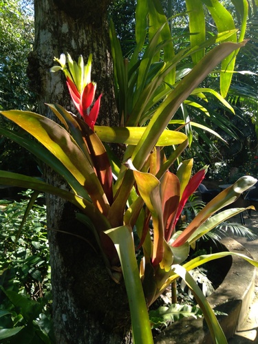Billbergia amoena (Guaricana-grape) — photo